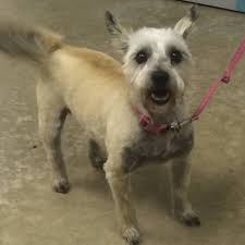 Maybe you would like to learn more about one of these? Pampered Pets Resort And Day Spa Home Facebook