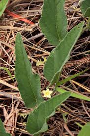 Image result for Cucumis hirsutus