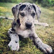 The great dane descends from hunting dogs known from the middle ages and is one of. Merle Great Dane Hund Animales Sot