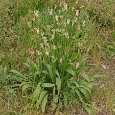 Image result for Cyathula lanceolata