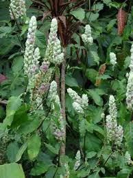 Image result for Justicia betonica