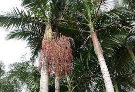 Pokok sawit dalaman pandangan dan penjagaan bunga taman, tumbuhan dan pokok renek 2021. Palma Palm Kumpulan Tumbuhan Penting Di Serata Dunia Myrokan