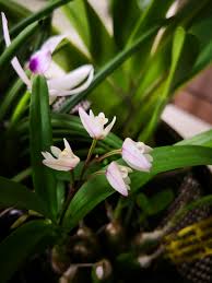 Image result for Polystachya epiphytica