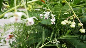 Image result for Gomphocarpus glaucophyllus