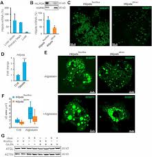 Bathroom shelves └ bathroom accessories └ bath └ home & garden all categories food & drinks antiques art baby books, comics & magazines business cameras cars, bikes, boats clothing, shoes & accessories coins collectables computers/tablets & networking crafts dolls, bears electronics. Hypoxia Inducible Lipid Droplet Associated Induces Dgat1 And Promotes Lipid Storage In Hepatocytes Sciencedirect