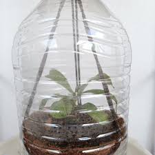 Adrian's Pitcher Plant Care 101: Water, Light & Growing Tips