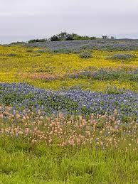 Bluebonnets in Bloom 2023
