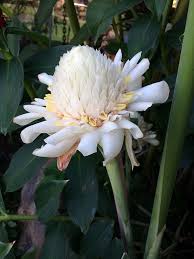 Image result for Etlingera