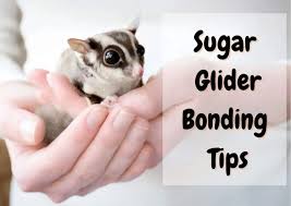 How To Bond With Pet Sugar Glider: 7 Useful Tips | Jojo Pets