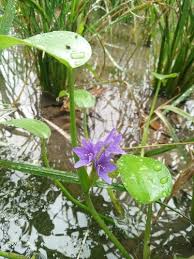 Image result for Monochoria