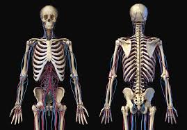 Human bone anatomy | osteology. Front And Back View Of Human Skeleton Photograph By Pixelchaos