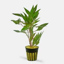 Image result for Hygrophila