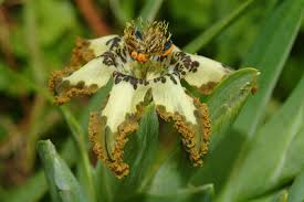 Image result for Ferraria glutinosa