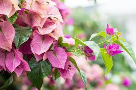 Image result for Nyctaginaceae