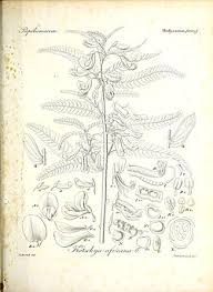 Image result for Kotschya