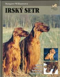 Image result for irský setr