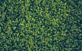 Wallpaper für desktop wallpaper free macbook wallpaper trendy wallpaper wallpaper downloads wallpaper notebook wallpaper quotes flower wallpaper macbook desktop wallpapers. Vk72 Nature Blue Green Leaf Grass Garden Flower Pattern Wallpaper