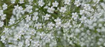 Image result for Culcasia falcifolia