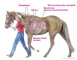 Animal Mrt Gastric Ulcers In Relation To Muscular Pain
