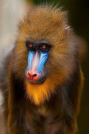 Inspiration Mandrill The World S Largest Species Of Monkey With Males Weighing As Much As 110 Lbs And Standing Up To 3 Animals Nature Animals Animals Wild
