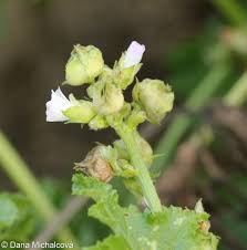 Image result for Malva verticillata