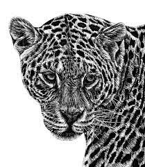 We did not find results for: Jaguar Cat Ink Illustration Drawing By Loren Dowding