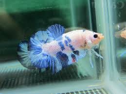 The siamese fighting fish is also referred to as the betta. Betta Fish Color Patterns Live Tropical Fish Live Tropical Fish