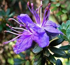 Rhododendron Impeditum Rhododendron Impeditum Impeditum Dwarf Rhododendron Impeditum Rhododendron Rhododendron Plants Azaleas