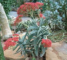 Image result for Crassula perfoliata