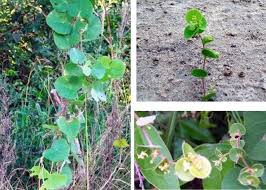 Image result for Cissampelos mucronata