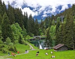 Nature had one of her finest moments in switzerland. Hd Wallpaper Switzerland Cow Nature Landscape Wallpaper Flare