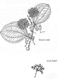 Image result for Smilax anceps