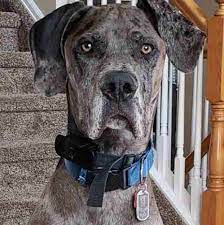 Great Dane For Adoption In Denver Co Area Adopt Ripley