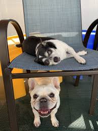 Animal shelter adopt a pet; Houston Dog Daycare Boarding Grooming Dogs R Dogs