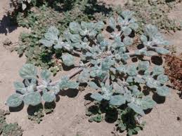 Image result for Glinus