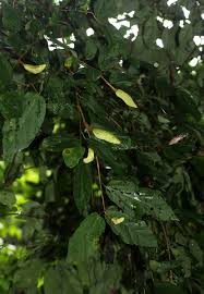 Image result for Glyphaea tomentosa