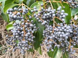 Image result for Ligustrum lucidum