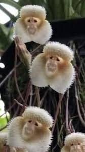 MONKEY FLOWERS Dracula... - Frans de ...