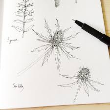 Pen and ink drawing workbook: Botanical Sketchbook On Behance