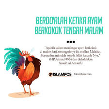 Akan tetapi, ada kalanya kita bisa mendengar kokok ayam terjadi saat tengah menurut mitos yang beredar selama ini, ayam berkokok tengah malam bisa dianggap sebagai pertanda buruk bagi suatu kampung. X Barber Ekoriyanto2424 Profile Pinterest
