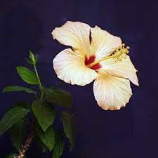 Image result for Leptonychia tokana