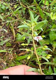 Image result for Sauvagesia