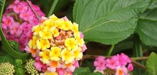 Image result for Lantana tiliifolia