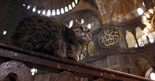 16 Yildir Ayasofya Da Yasayan Kedinin Durumu Merak Konusu Gundem Haberleri