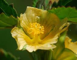 Image result for Sida spinosa