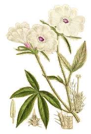 Image result for Ipomoea pes-tigridis