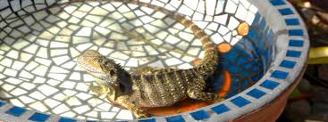 Get up close and personal. Create A Lizard Friendly Garden