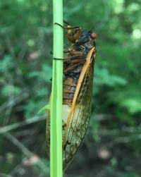 Click here to see information about the 2021 periodical cicada emergence periodical cicadas (magicicada spp.) are among the most unusual of periodical cicada emergences are notable not. Flying Salt Shakers Of Death Fungal Infected Zombie Cicadas Explained By Wvu Research Eurekalert Science News