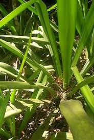 Image result for Fimbristylis madagascariensis
