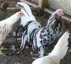 Black And White Hen Please Show Off Your Black White And Black And White Chickens Black And White Chickens Chickens Backyard Chicken Breeds
